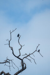 tree branches against blue sky