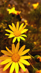 yellow flowers of the sun