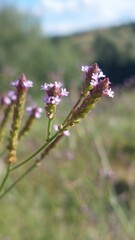 Obraz premium flowers in the field