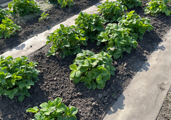 Green strawberry bushes in the field