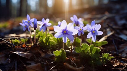 The forest is filled with beautiful spring flowers. hepatica hepatica nobilis is a gorgeous flower. - obrazy, fototapety, plakaty