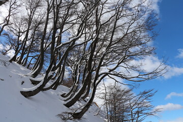 Bosques nativos del Ushuaia, fin del del mundo nevado.