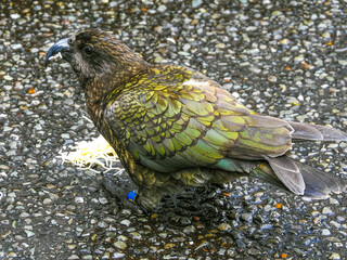 Kea Being Fed by Tourists