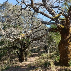 Trees next to hiking path