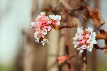 Viburnum blossom in winter time
