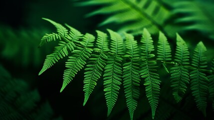 This is an amazing close-up shot of green fern leaves.
