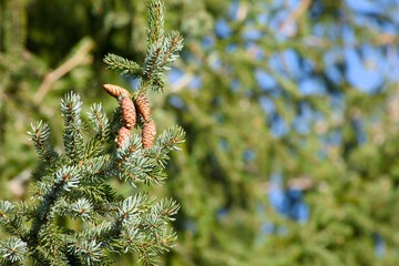 cones on a green spruce close-up