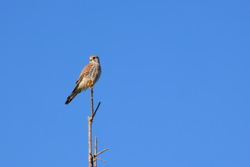 common kestrel on a tree branch on the background of a blue sky
