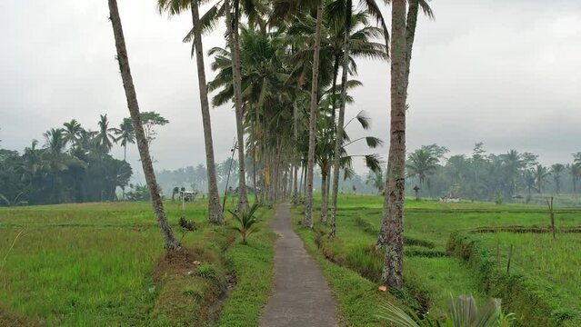 Aerial drone stable footage of a path in the middle of a rice field. Tropical nuance of coconut trees located in the natural tourist village of Ubud, Bali.