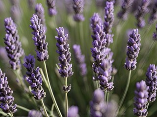 Obraz premium Lavender (Lavandula angustifolia)