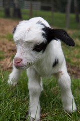 Cute baby goat exploring the new world around him in the straw and grass