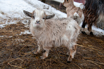 Naklejka na ściany i meble Cute baby goat exploring the new world around him in the straw and grass