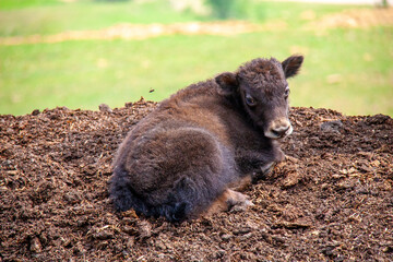 Baby yak calf looking at the camera trying to figure out what is going on with big beautiful eyes on a sunny Alberta day