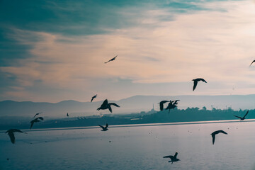 Birds flying in the sky and lake view