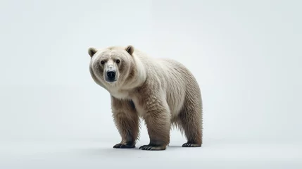 Fototapeten A bear on white background © Ritthichai