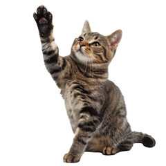 Cat giving high. Isolated on transparent background.