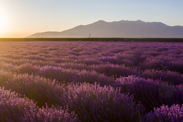 Magnificent views of lavender fields at sunset