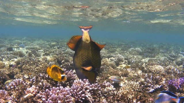 Titan triggerfish feeding on colorful coral reef