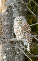 Barred owl perched in cedar trees