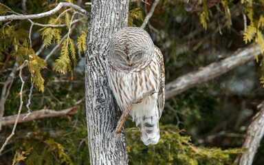 Barred owl perched in cedar trees