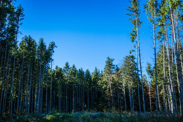 Gesunder Wald