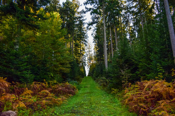 Weg aus dem Wald