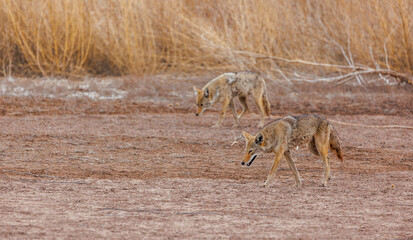 New Mexico coyote in desert brush hunting