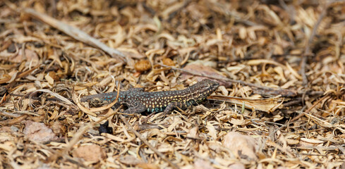little lizard in leaf litter 