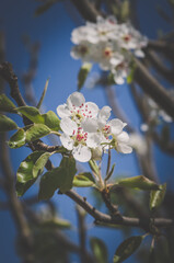 spring flowers on apple tree - 721585835