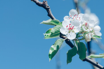 spring flowers on apple tree, copy space - 721585842