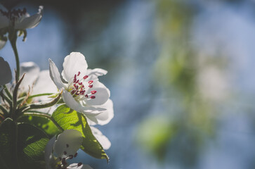 spring flowers on apple tree - 721585855