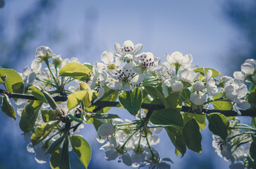 tiny white flowers blooming on tree in springtime - 721585859