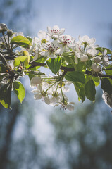 tiny white flowers blooming on tree in springtime - 721585872