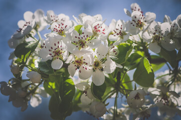 tiny white flowers blooming on tree in springtime - 721585889