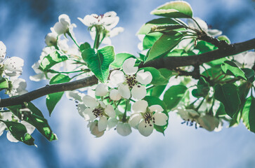tiny white flowers blooming on tree in springtime - 721585896