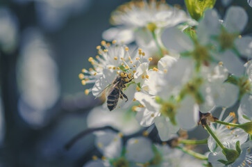 bee flying around flowers in spring time - 721586008