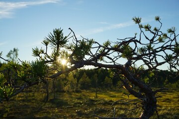 Juniper sunset.