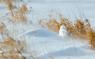 snowy owl seeking protection from snow storm