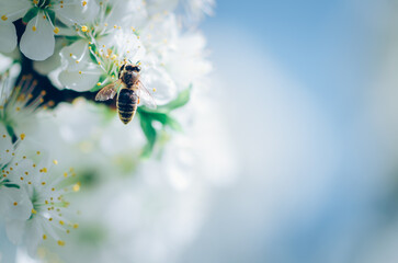 bee flying around flowers in spring time, copy space - 721586031