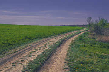 Fototapeta na wymiar rural path among green spring fields