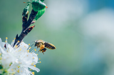 bee flying around flowers in spring time, copy space - 721586042
