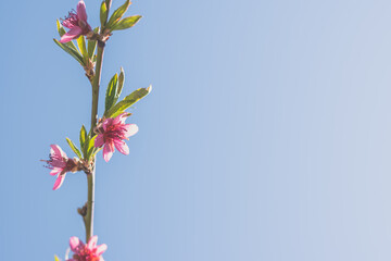 spring flowers on peach tree, copy space - 721586062