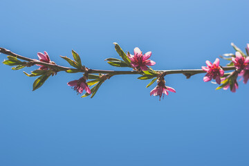 spring flowers on peach tree, copy space - 721586065