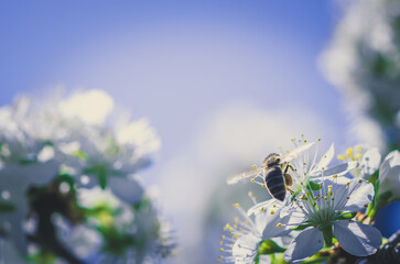bee flying around flowers in spring time, copy space - 721586066