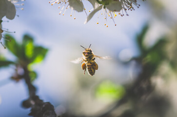 bee flying around flowers in spring time, copy space - 721586078