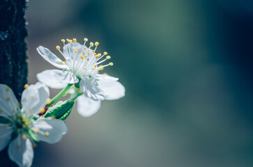 spring flowers on apple tree, copy space - 721586096