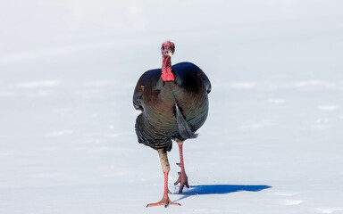 wild Tom turkey walking in snow - obrazy, fototapety, plakaty