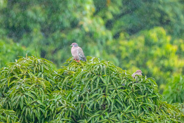 Wild white-winged doves perched on the mango tree in the rain
