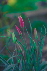 pink tulip buds,