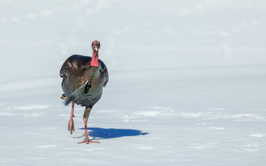 wild Tom turkey walking in snow - obrazy, fototapety, plakaty